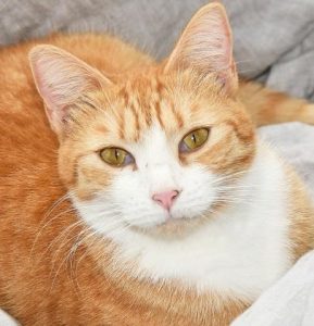 Lyn is a beautiful golden tabby available for adoption