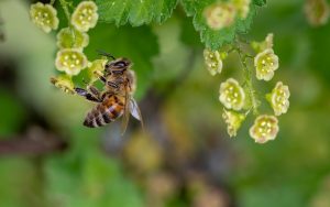 Missouri Pollinators Get New Homes