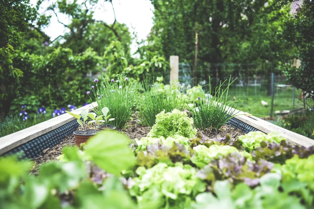 Image of a garden bed with heads of salad and chives growing.