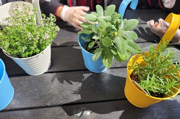 The sensory garden grows herbs used in the school's cooking classes