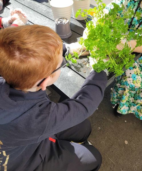 A young student waters plants for the Sensory Garden